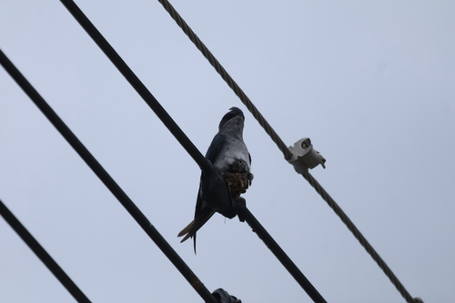 Crested Treeswift