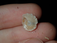 Bellastraea squamifera