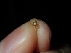 Tonnoidea