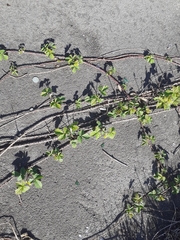 Rubus