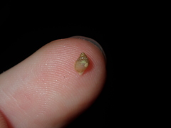 Tonnoidea