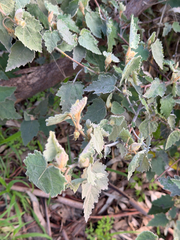Thomasia macrocarpa