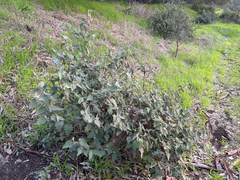 smathichong, CC BY, iNaturalist via GBIF Thomasia macrocarpa, photograph smathichong, CC BY, iNaturalist via GBIF