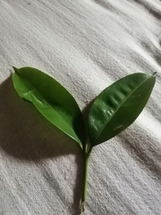 Magnoliopsida