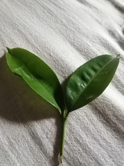 Magnoliopsida