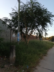 Vachellia albicorticata