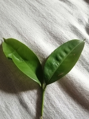 Magnoliopsida
