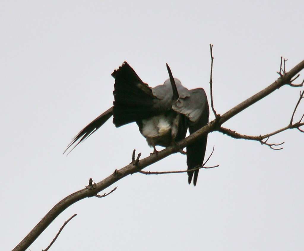 Mississippi Kite (Birds of Alabama) · iNaturalist