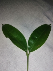 Magnoliopsida