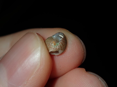 Eurytrochus strangei