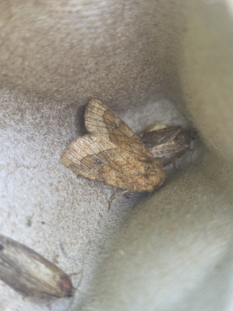Bridled Arches Moth