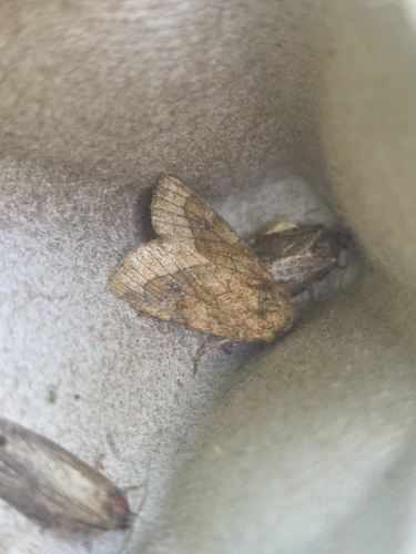 Bridled Arches Moth
