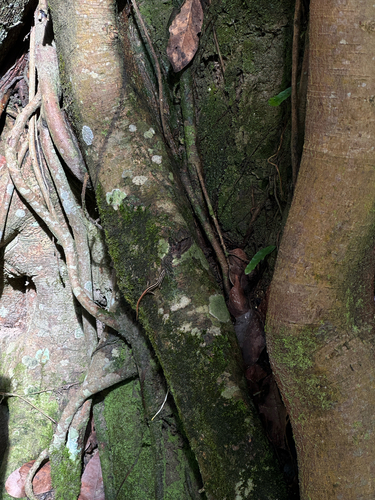 Lipinia microcerca