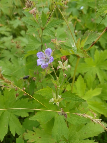 wood crane's-bill