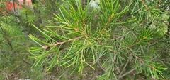 Hakea pachyphylla