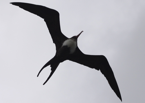 Great Frigatebird