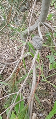Hakea pachyphylla
