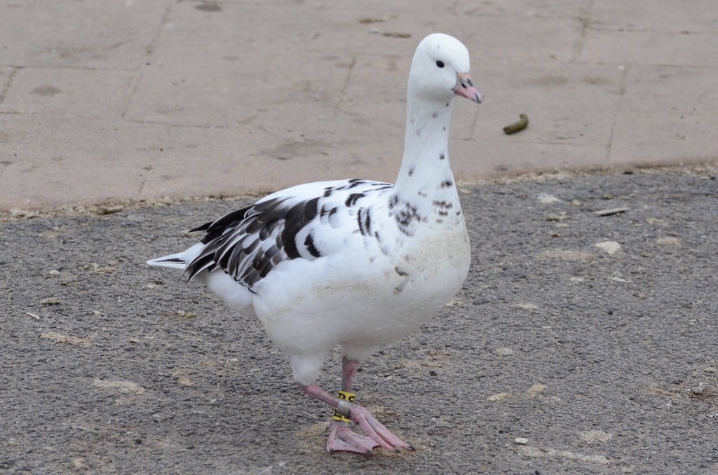 Ross's × Barnacle Goose