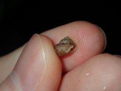 Eurytrochus strangei