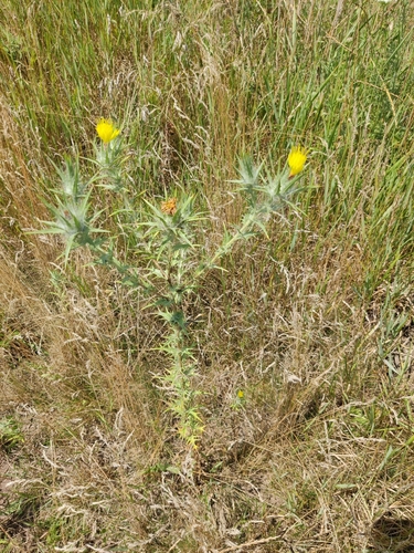 woolly distaff thistle