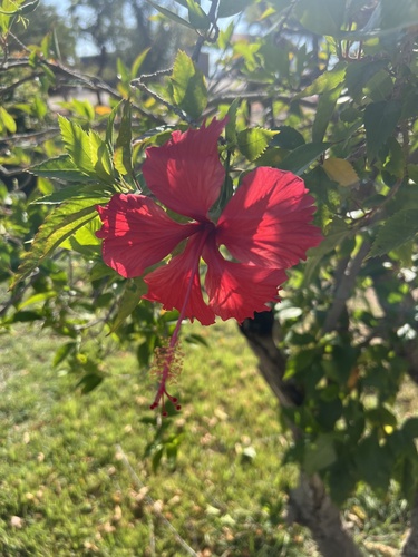 Red Hibiscus