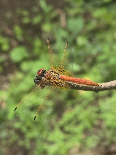 Crimson Marsh Glider