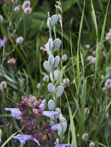 Fibigia clypeata, photograph 1