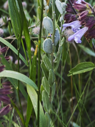 Fibigia clypeata, photograph 2