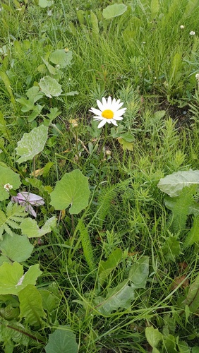 oxeye daisy