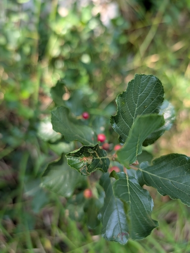 Frangula rupestris, photograph 1