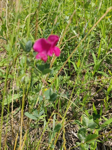 tuberous pea