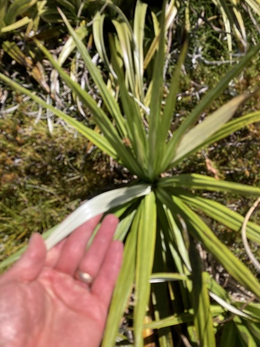 Celmisia petriei