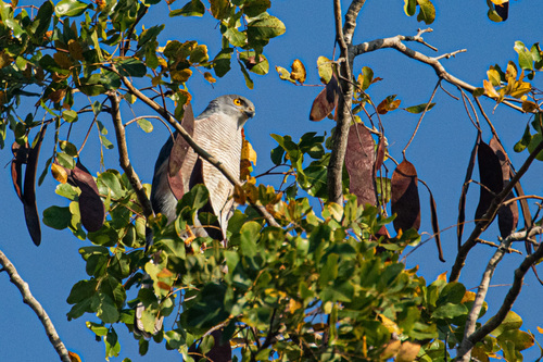 African Goshawk