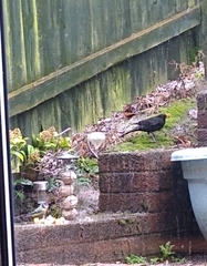 Turdus merula