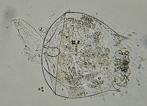 Brachionus quadridentatus