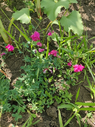 tuberous pea