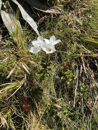 Veronica macrantha