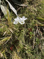 Veronica macrantha