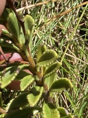 Veronica macrantha, photograph (c) Matt Scott, some rights reserved (CC BY)