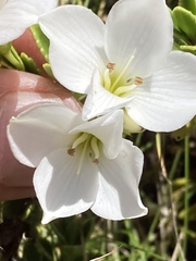 Veronica macrantha, photograph (c) Matt Scott, some rights reserved (CC BY)