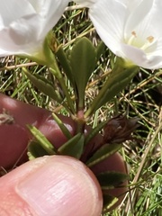 Veronica macrantha, photograph (c) Matt Scott, some rights reserved (CC BY)