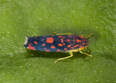 Ladoffa bartletti