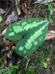 Asarum ampulliflorum