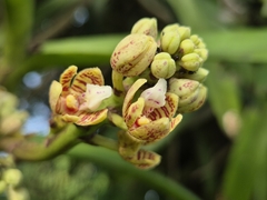 Acampe praemorsa, photograph (c) Ramesh Shenai, some rights reserved (CC BY)