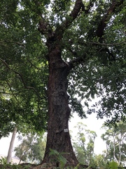 Artocarpus hypargyreus