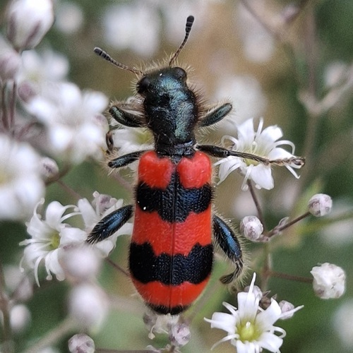 Bee-eating Beetle, photo 2 of 10