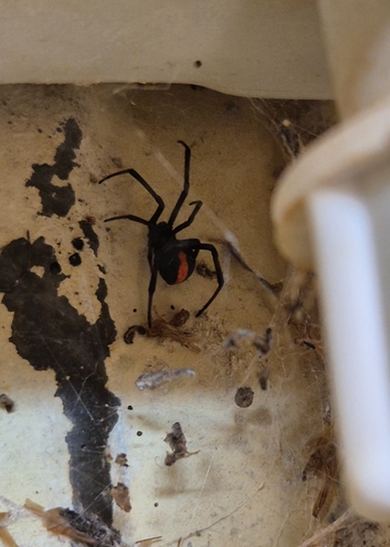 Redback Spider