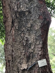 Artocarpus hypargyreus