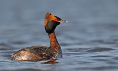 Horned Grebe photo 2