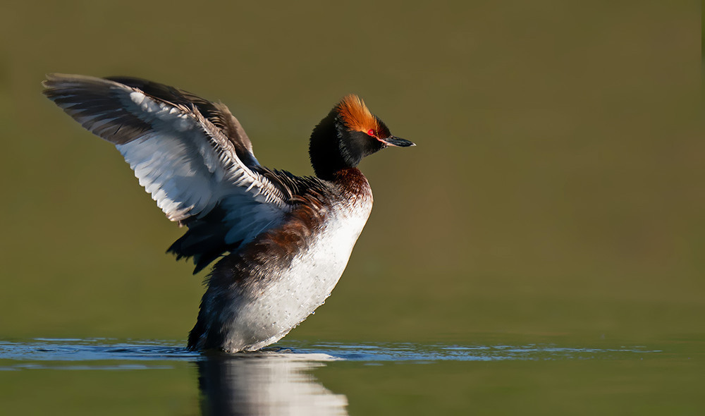 Typical Grebes